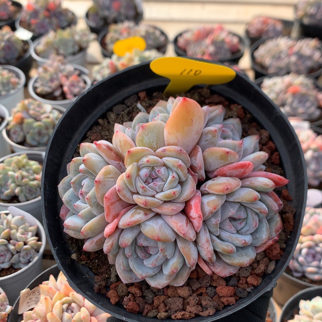 12.4厘米六头紫皮石榴籽 捧花 110