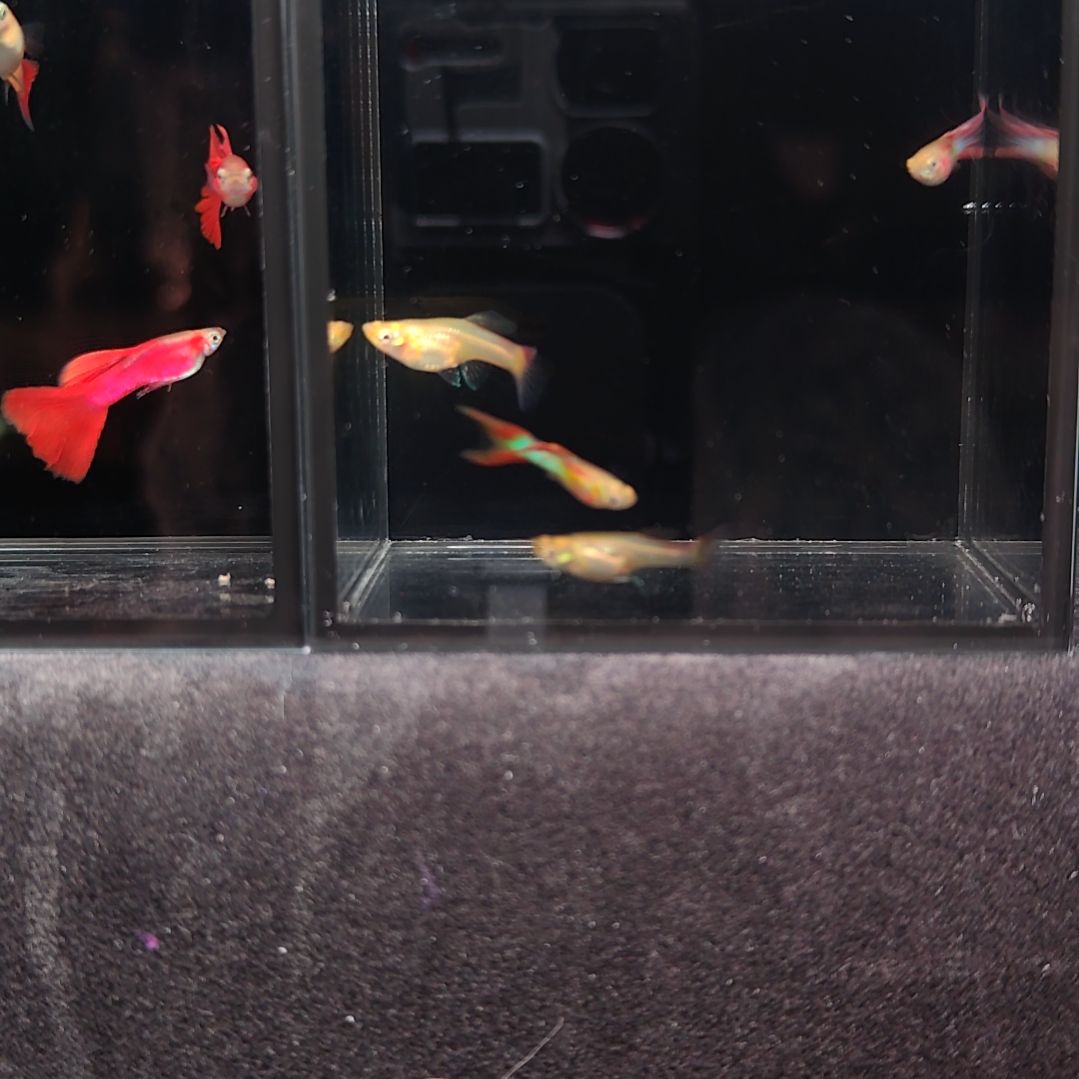 海水鱼孔雀鱼双剑两对。