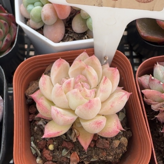 13园丁一物一拍多肉