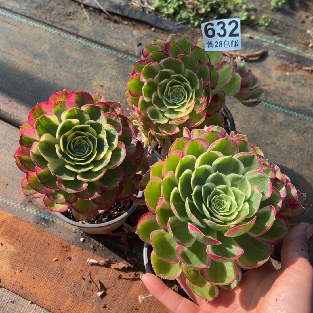 多肉植物632三颗小的
