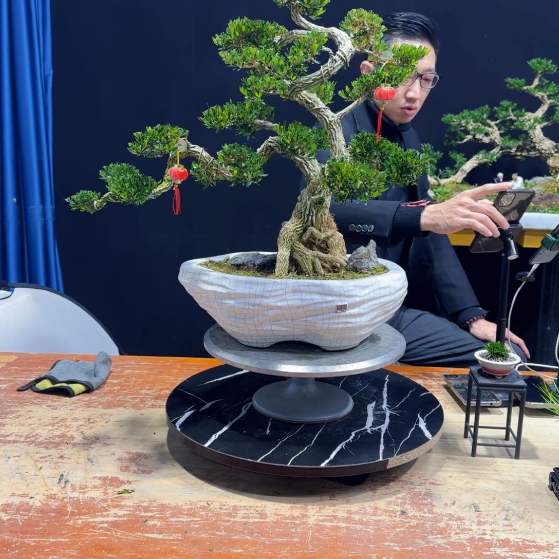 黄杨室内室外盆景艺术