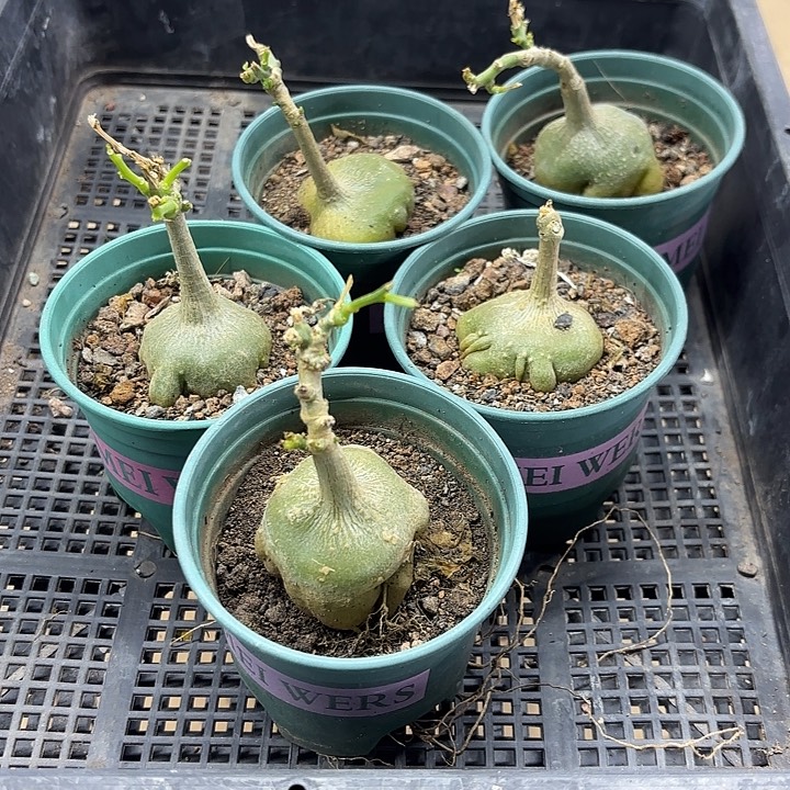 睡布袋块根随机一盆