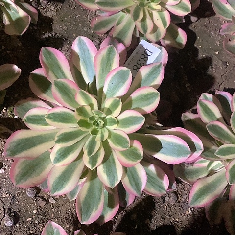 838女巫多肉法师锦