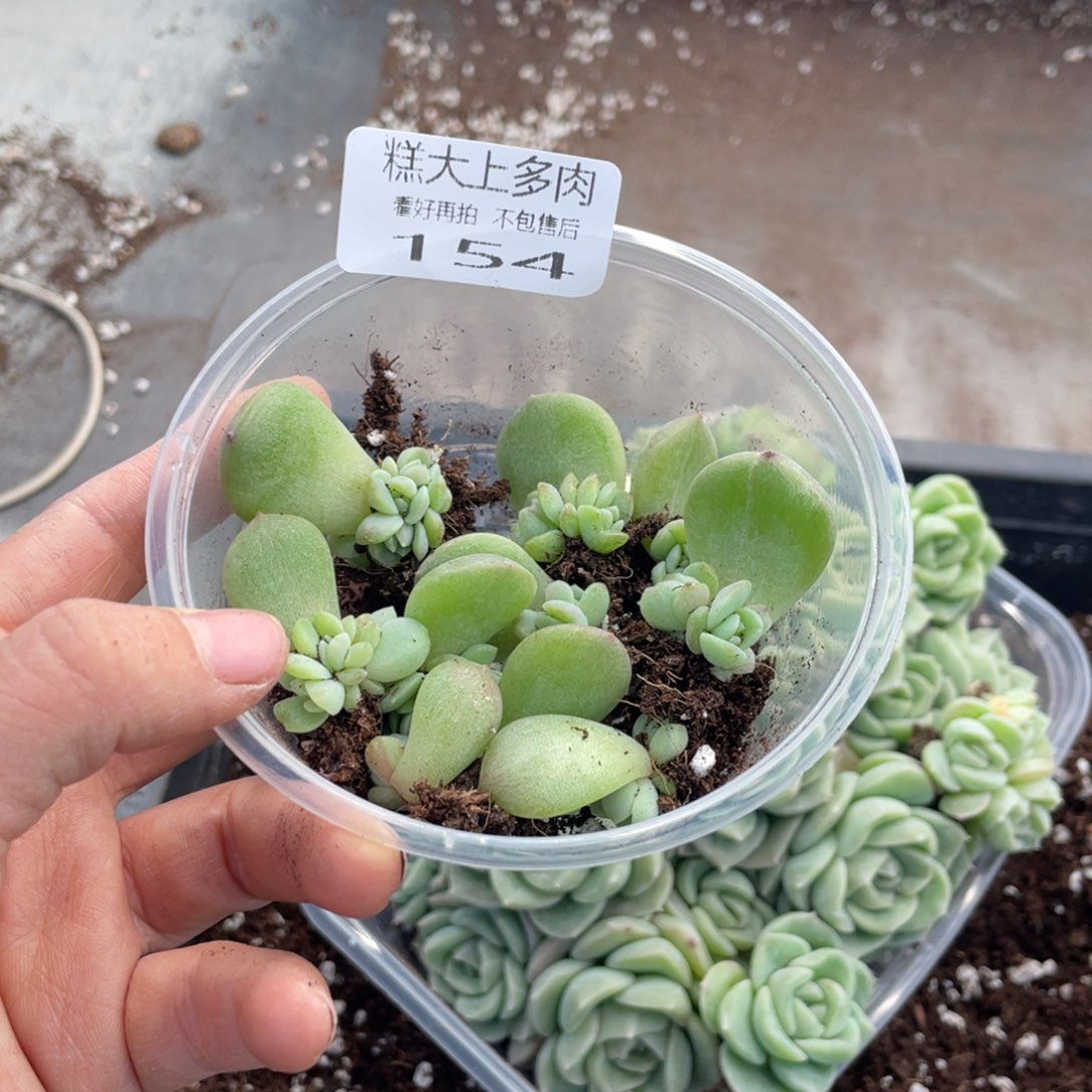 糕大上多肉植物154