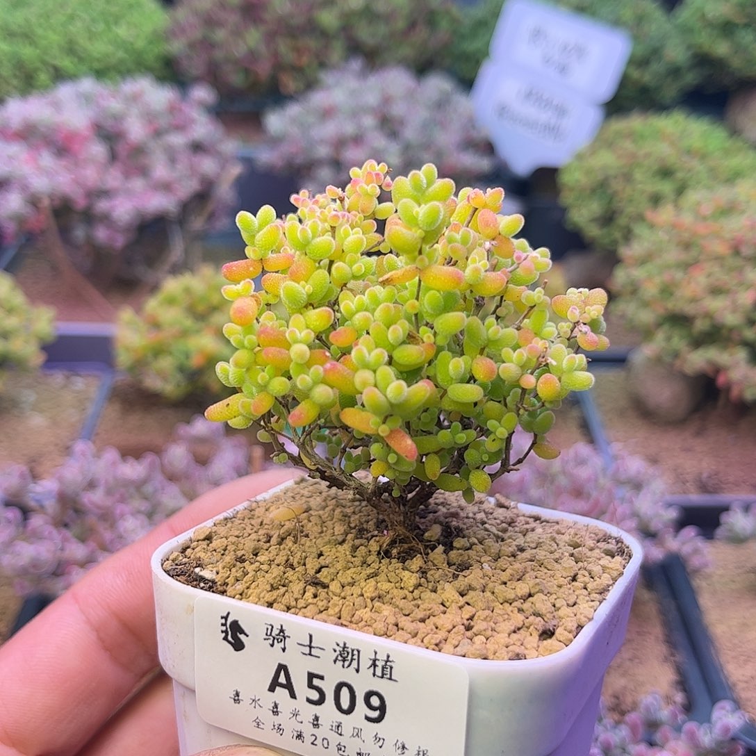 509蜜橘糖球枝干番杏