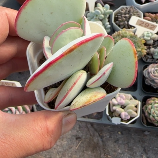 241白眉多肉植物多