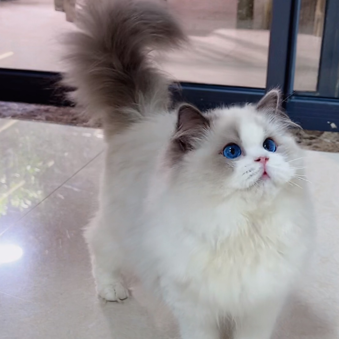小彭总布偶猫“幼态脸”、“Q版猪猪脸”