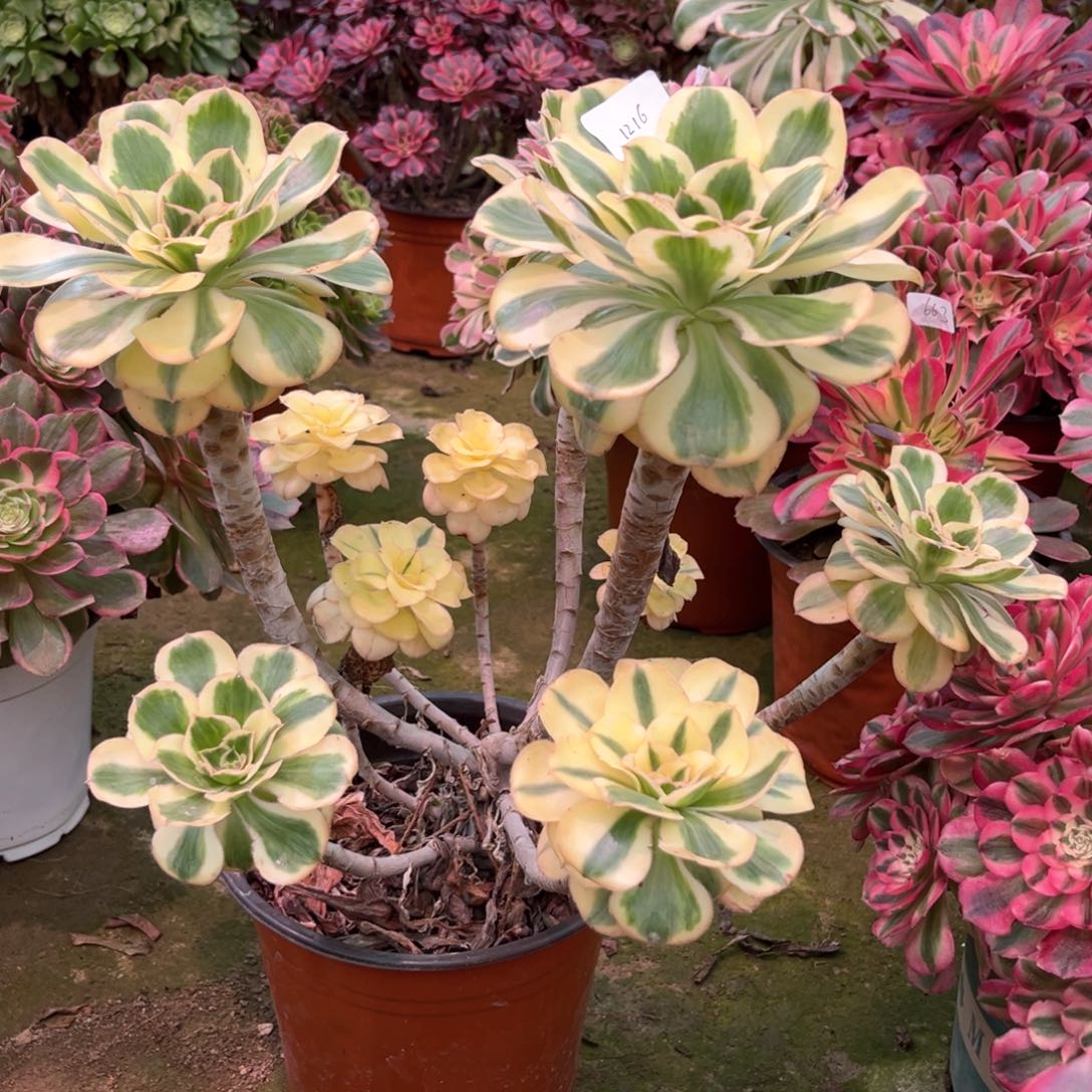 多肉植物燕姿1216