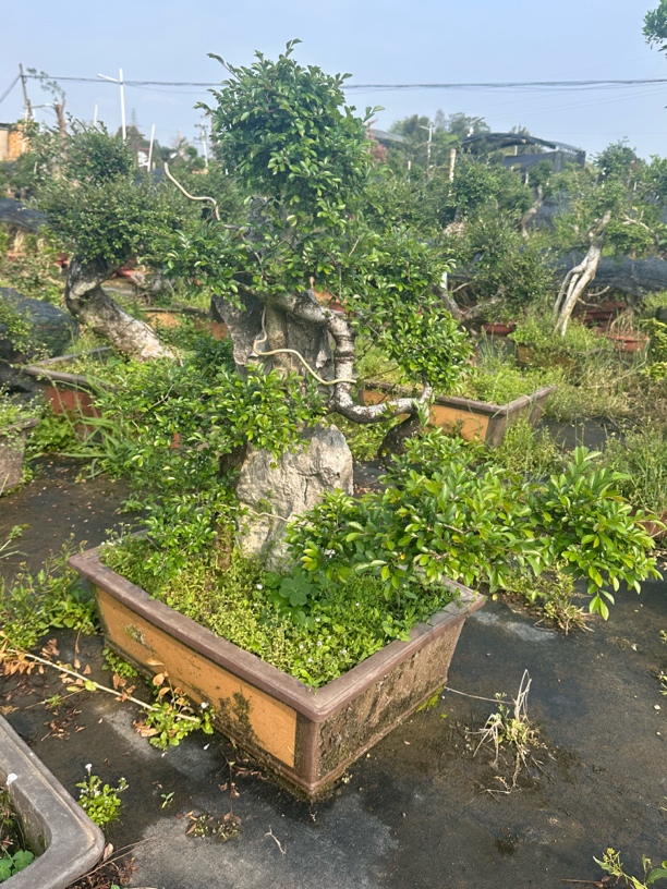 基地大小老桩盆景室内外可盆栽地栽