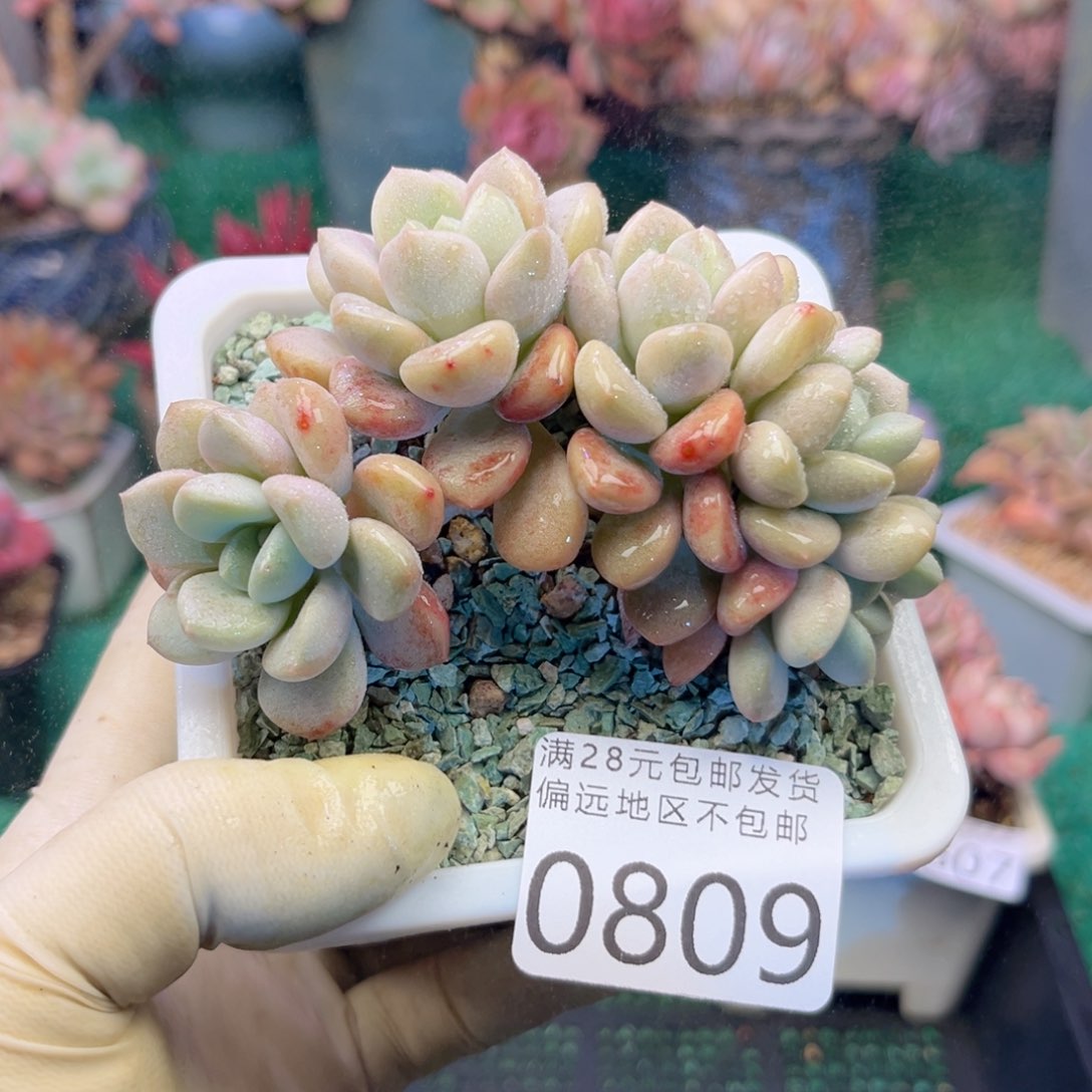 大0809；h d g xv vb b n n