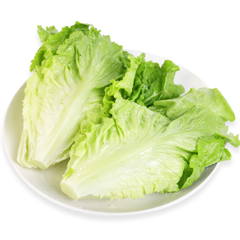 东升【供港蔬菜】供港生菜300g供港品质健康放心次日达绿色蔬菜生菜