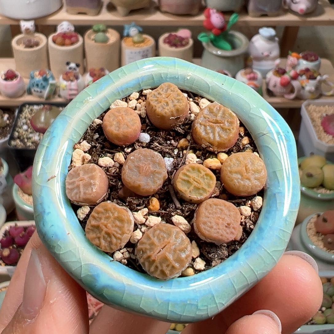 多肉植物89号方烧卖