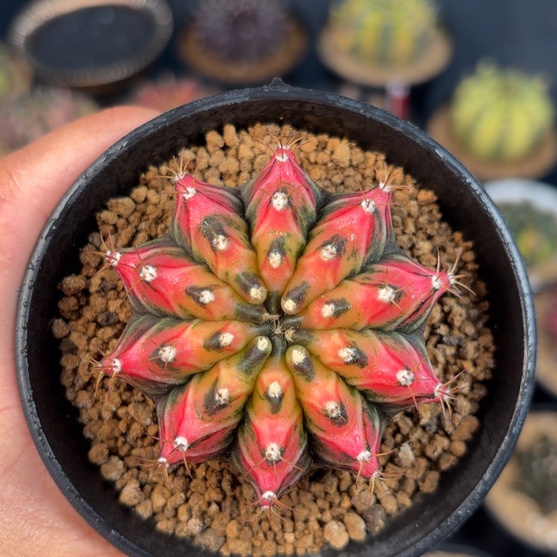 泰系米哈实生仙人球502