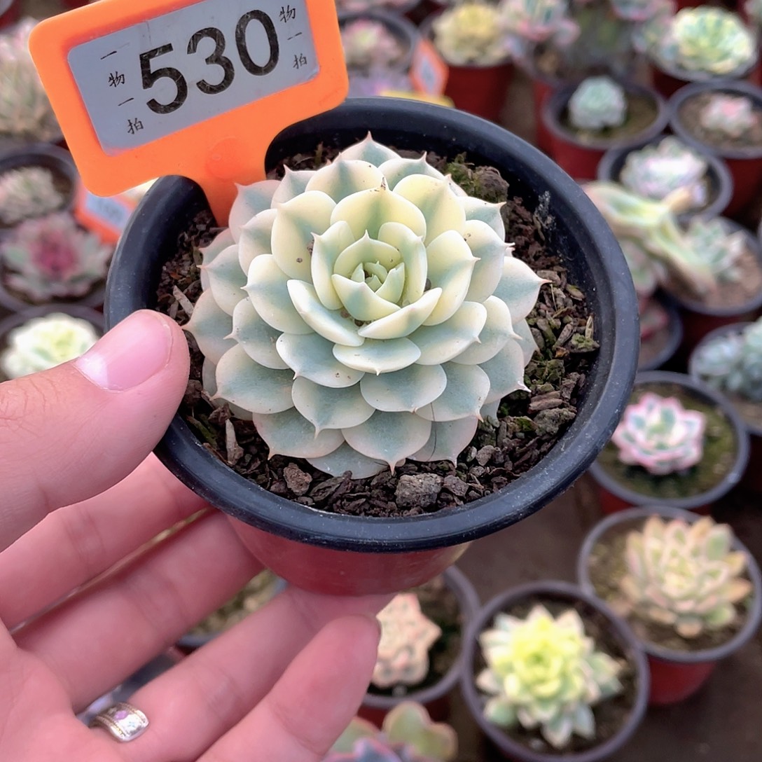 凉***水530号多肉植物盆栽