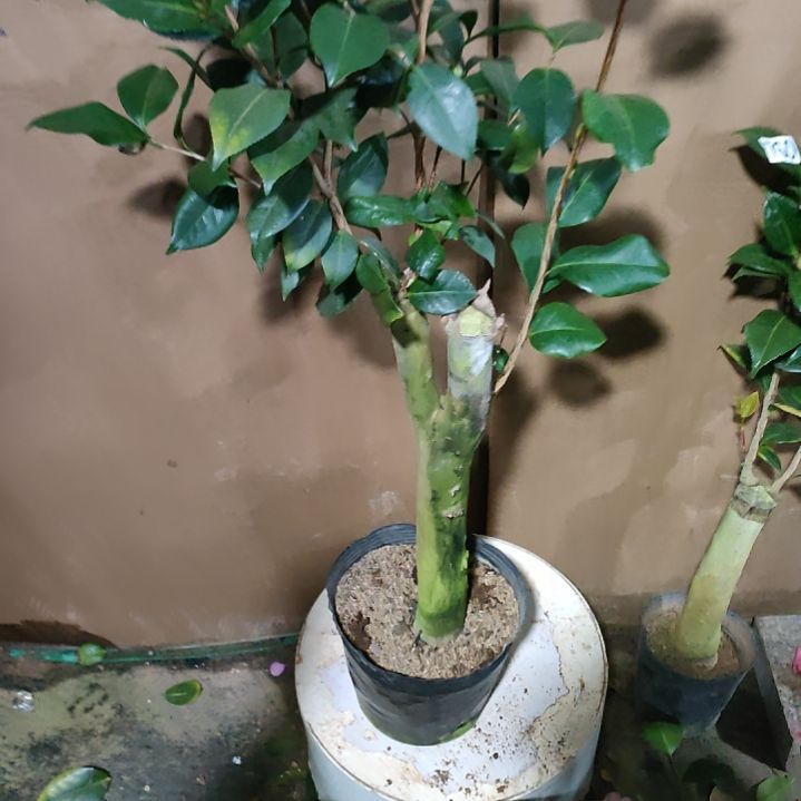 761黑贝，原盆原土发货，不包邮