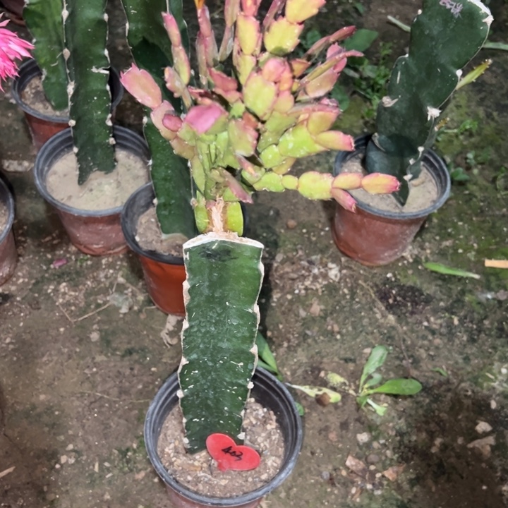 陈***签当前无花栽培后可以开花桑巴403