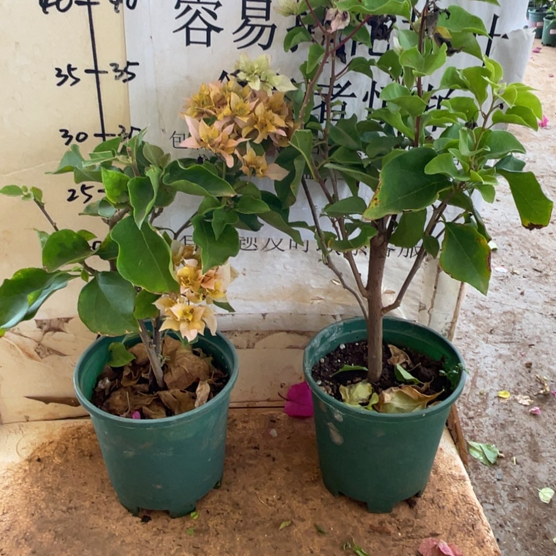 当前无花栽培后可以开花18h2