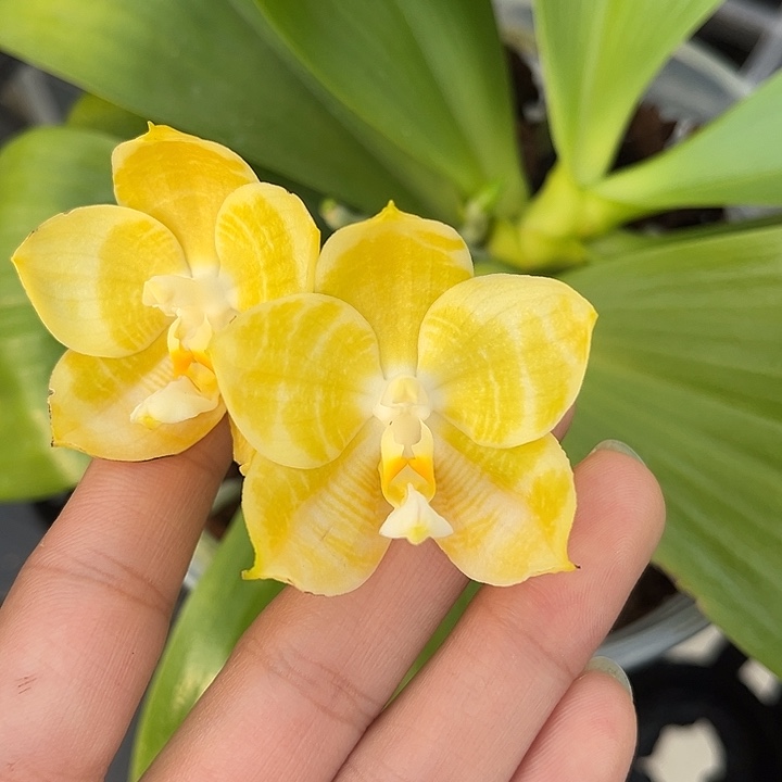 完全开放4.5寸杯弥陀黄龙双苗绝绝子