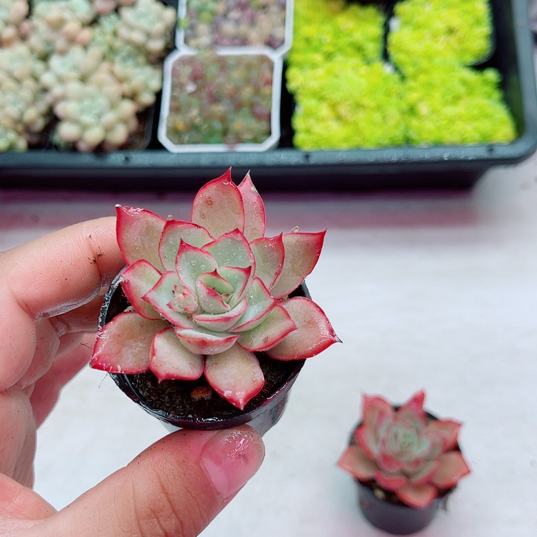 圆盆月光女神满9.9包邮