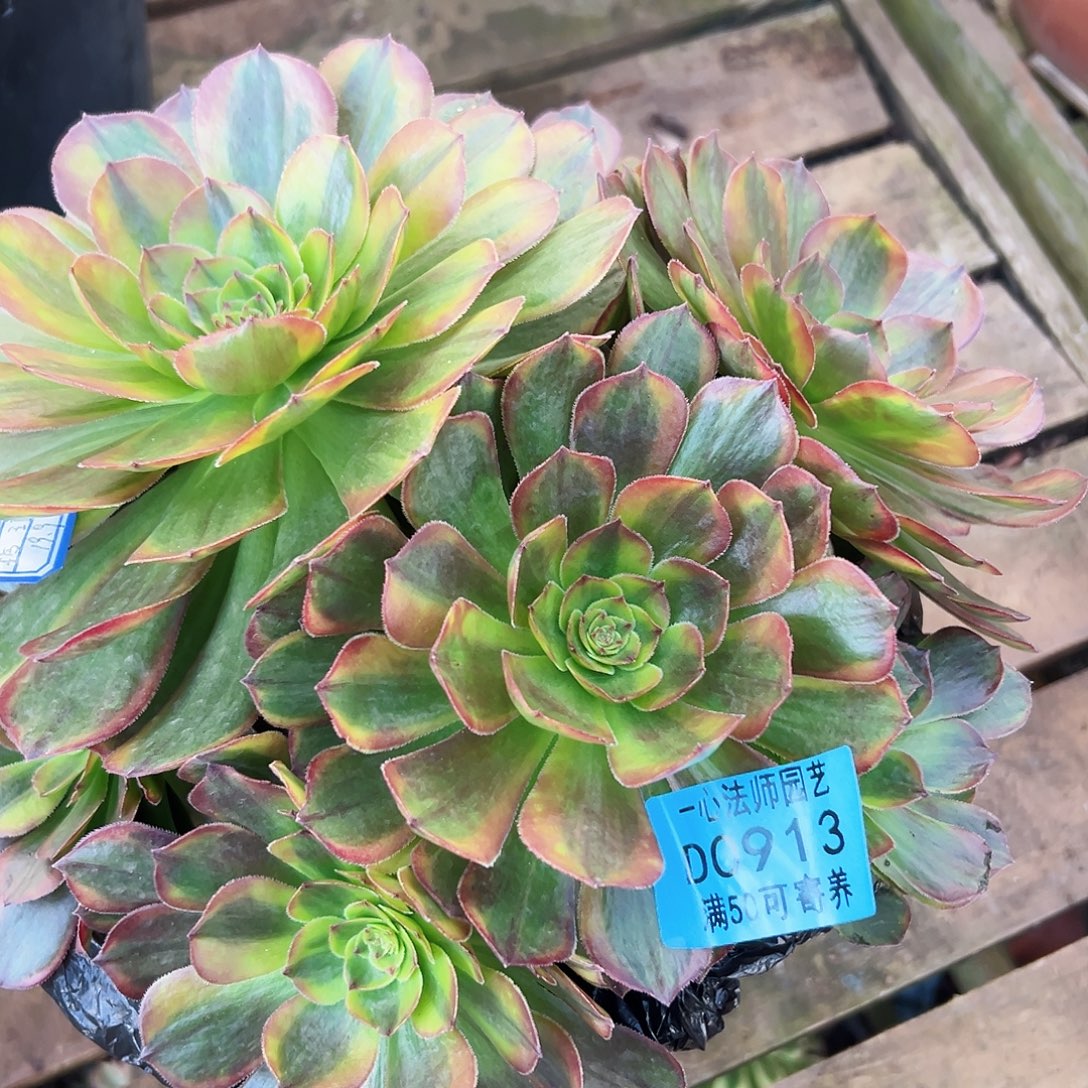 玲琅913多肉植物多肉植物