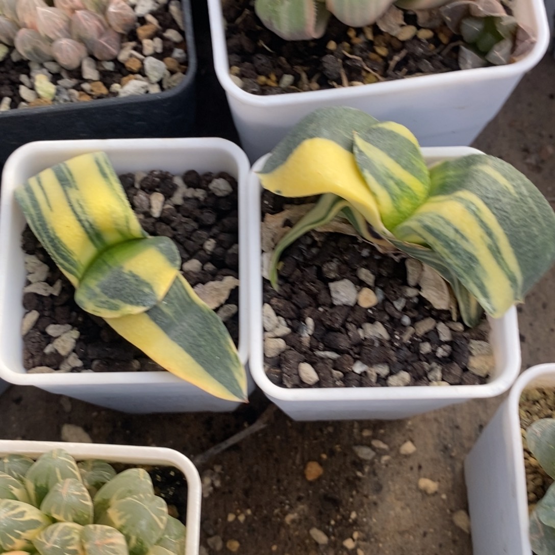 一颗卧牛锦 两颗一起360 开播福利