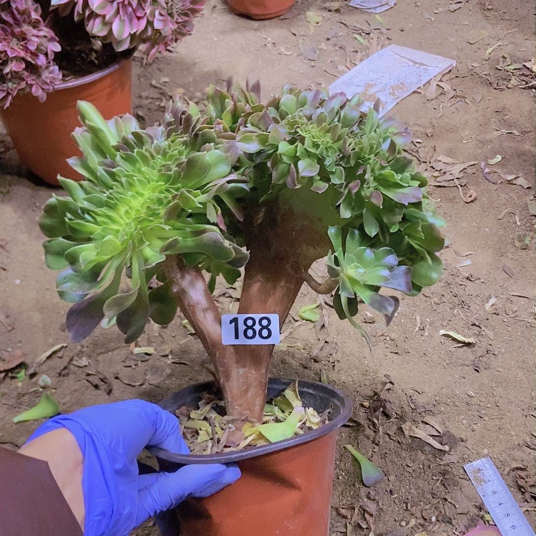 188玫瑰法师缀老板子法师