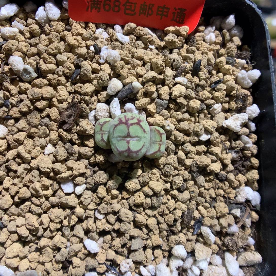 8-10-25 八重猴一颗特 125