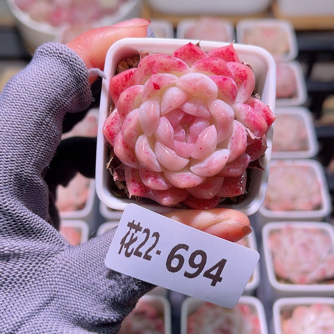 花22-694明月心单头