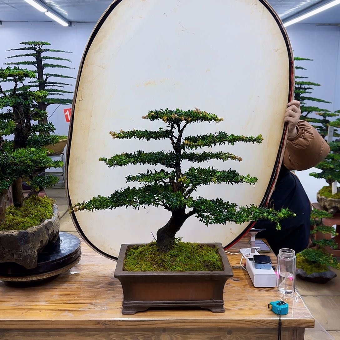 无花朵盆景直播间一物一拍