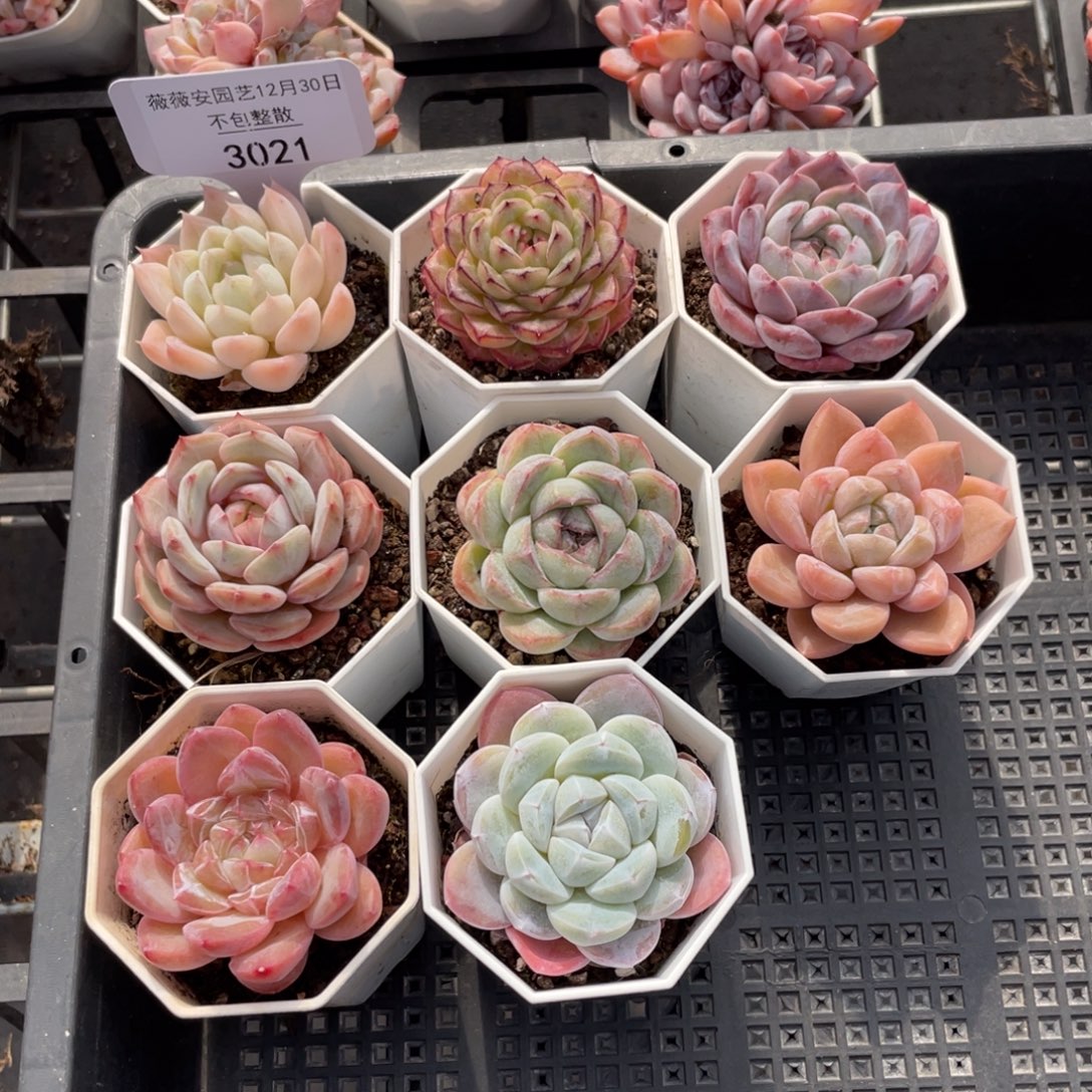 不包整散 盆子不售后3021