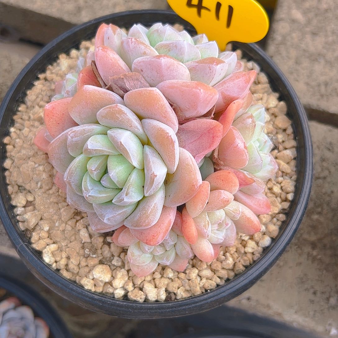 娟*冰玉群411号一物一拍