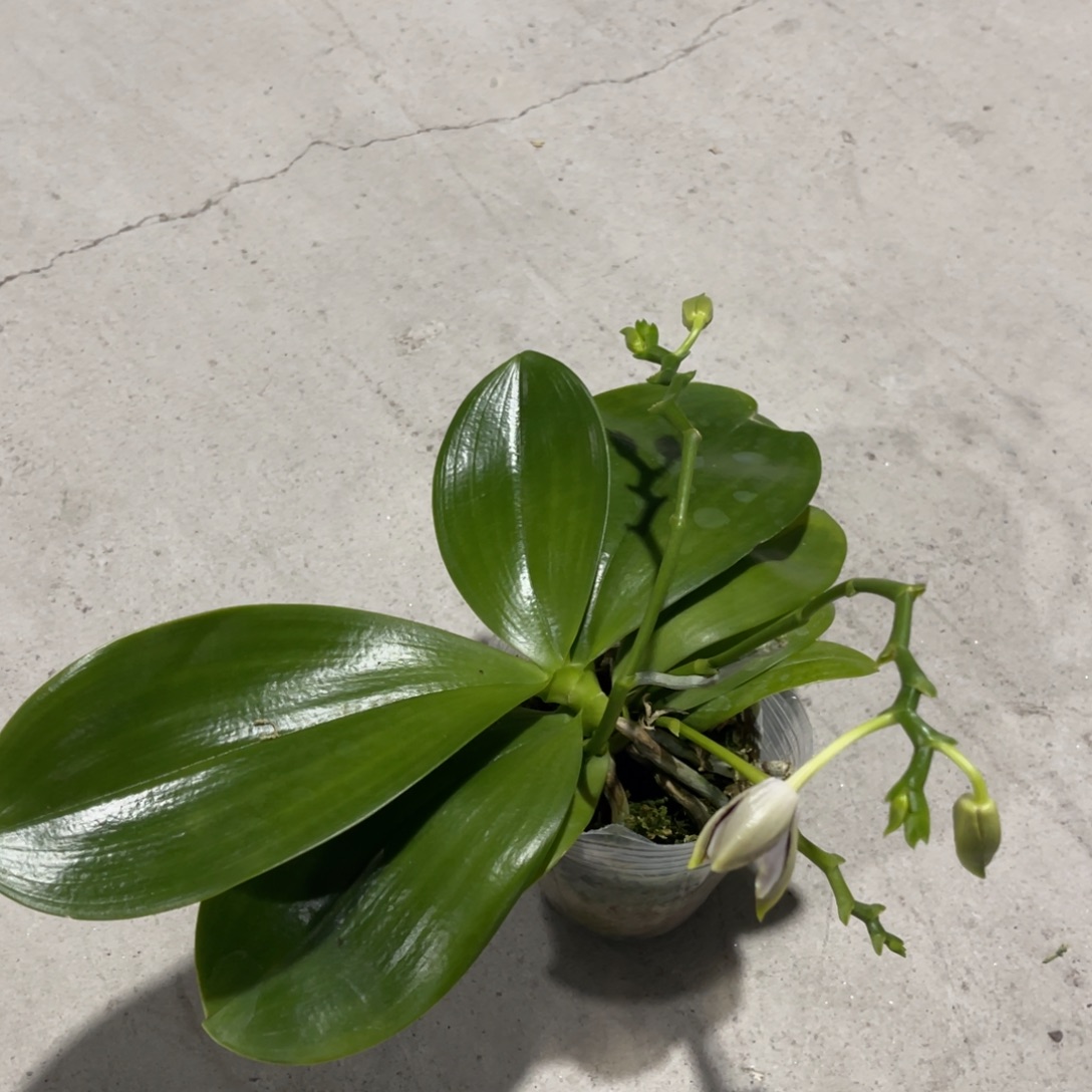 完全开放蝴蝶兰原生