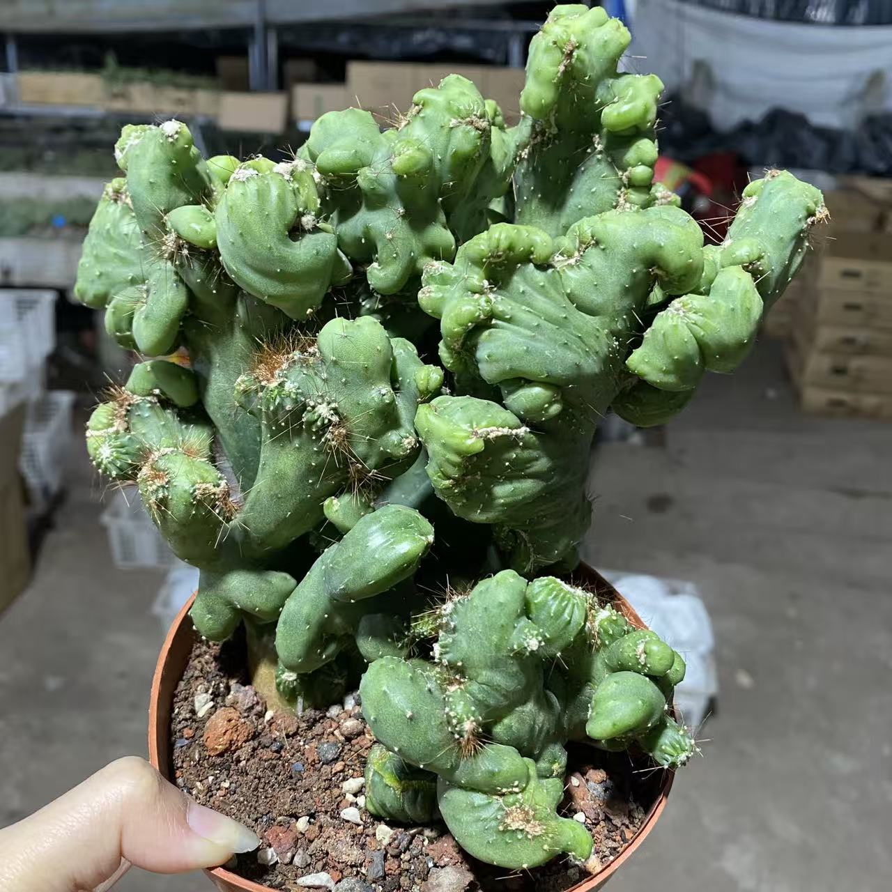 孔雀山影     仙人球漳州基地直发 新手好养