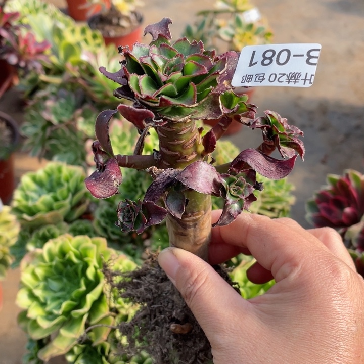 段***）81魅影中班多肉12345678