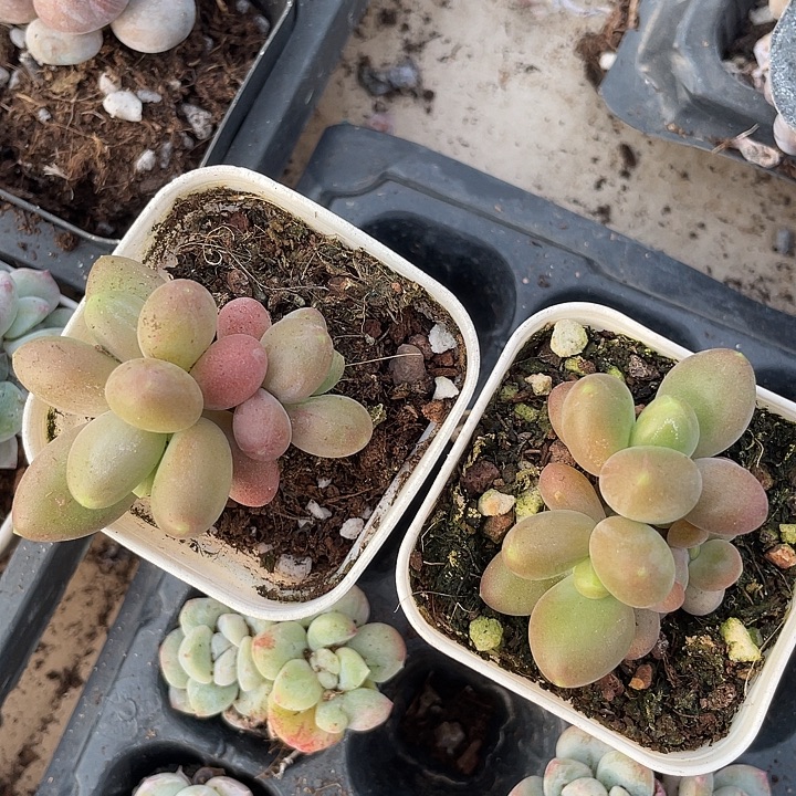 芒果奶随机发满18包邮