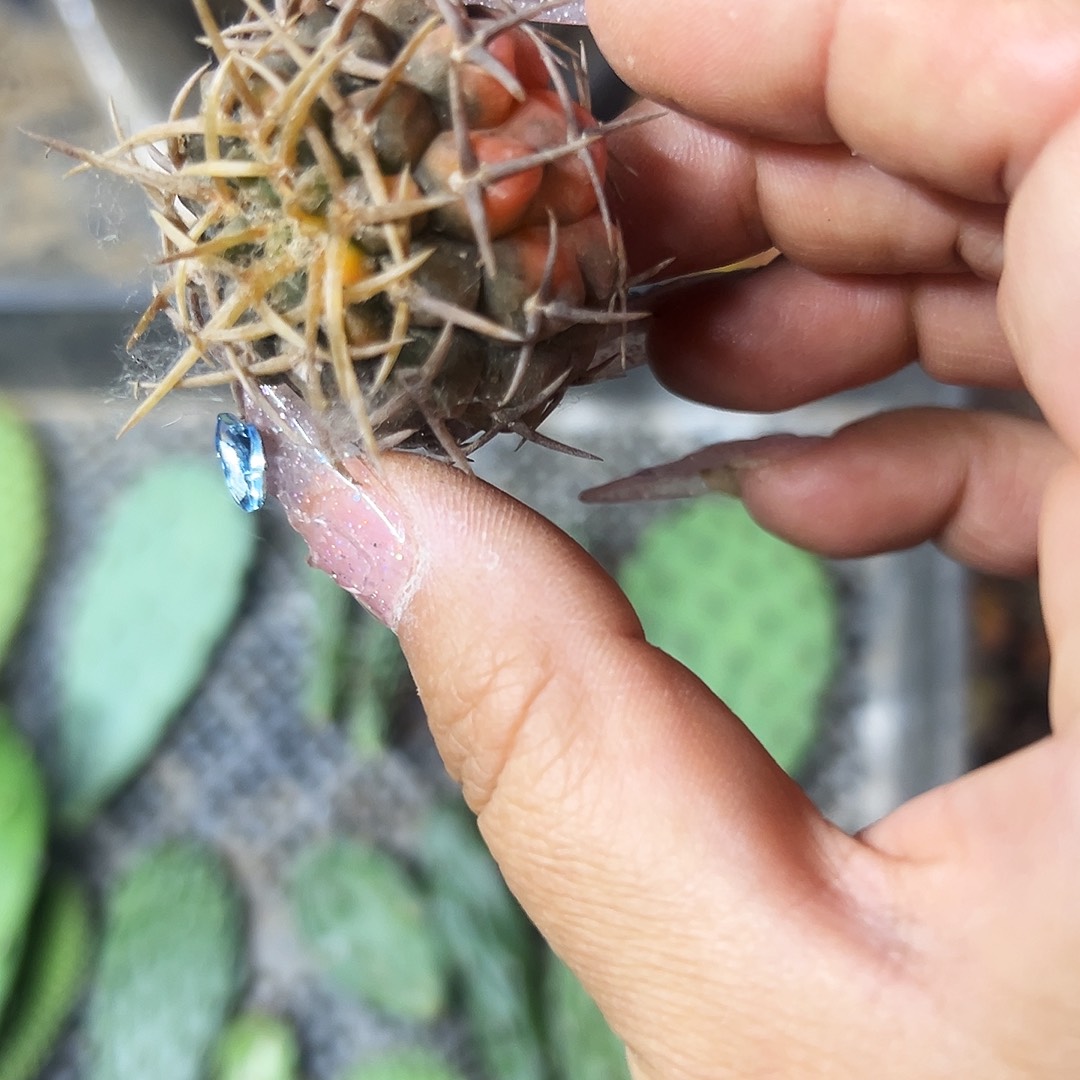 守殿玉锦有根仙人球11111111111