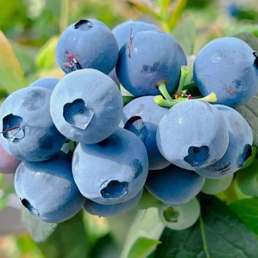 脆甜蓝莓1盒(125克)云南(17mm~21mm)蓝莓同城送云南省