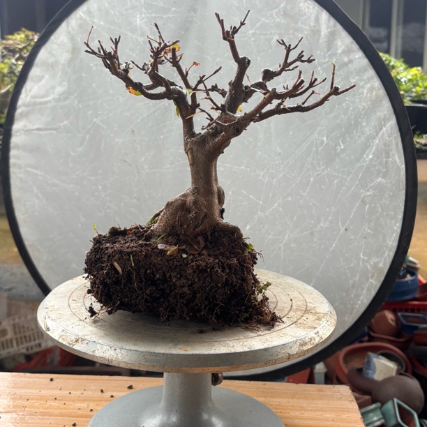 小叶红芽三角枫老桩盆景盆栽耐寒植物室内秋冬