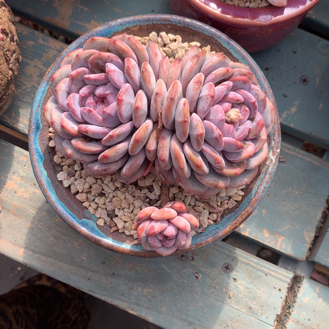 石榴籽包子花花花花