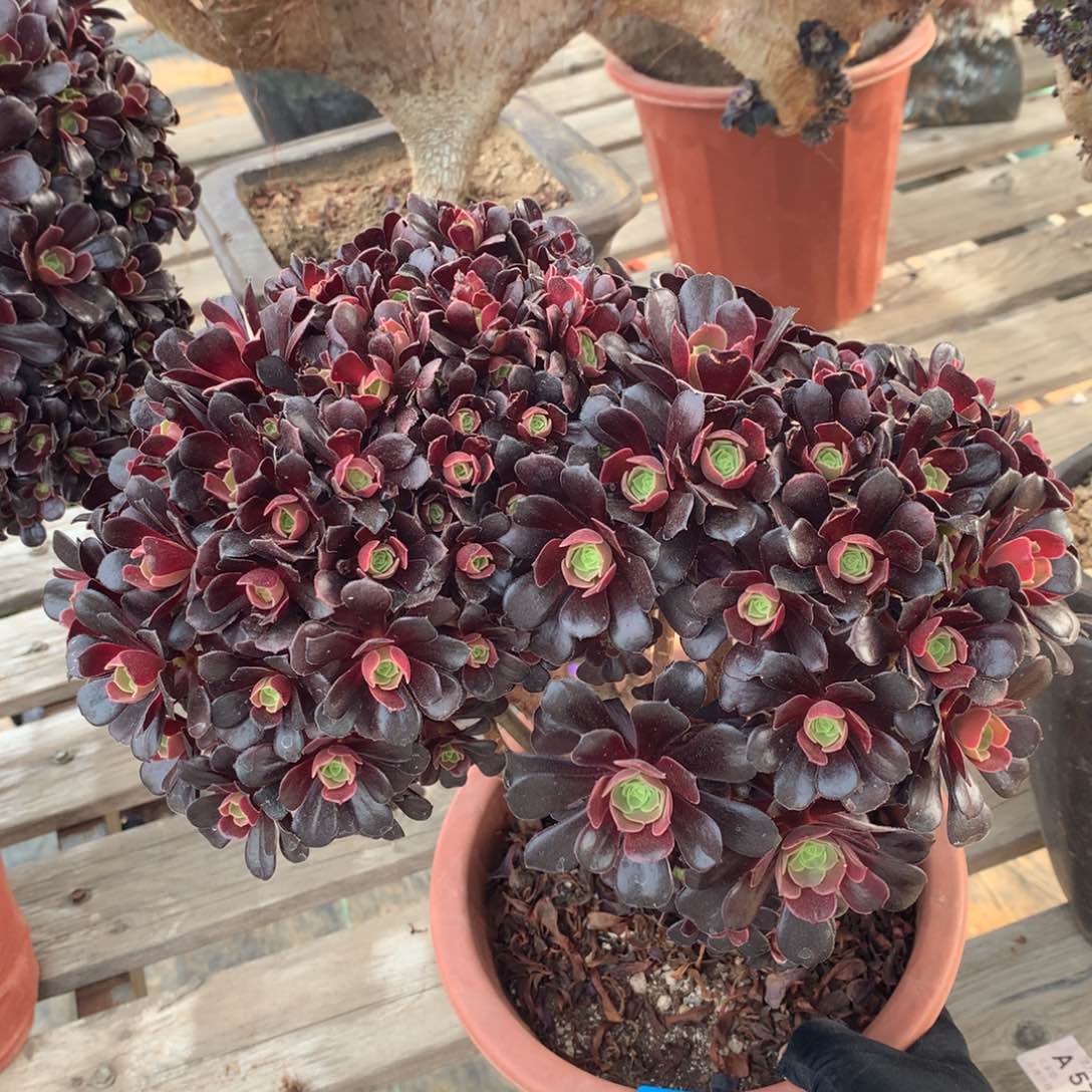 412欧紫朵朵一颗