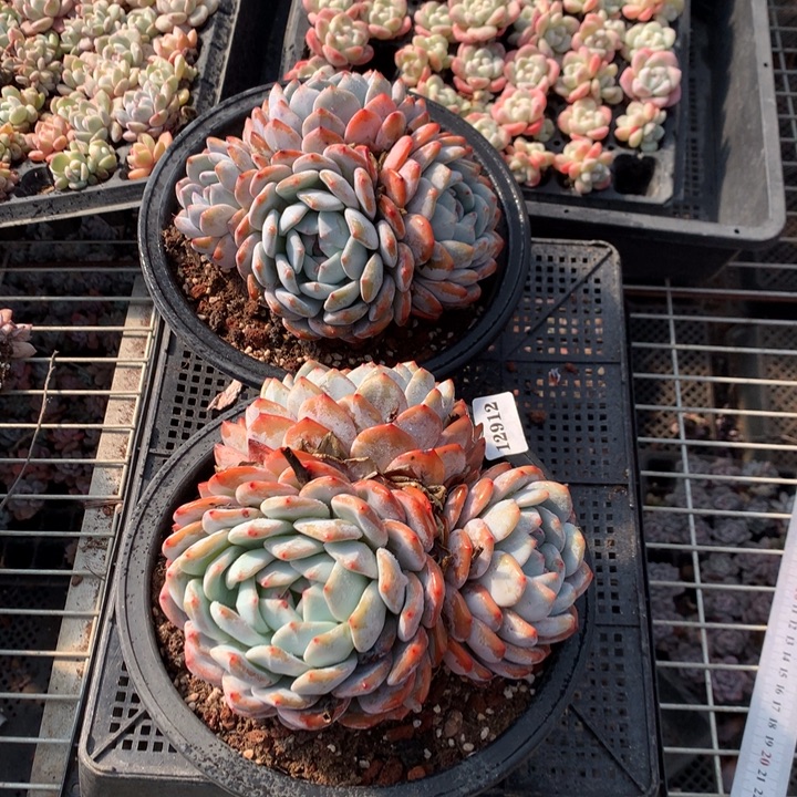 12912两个嗯嗯嗯嗯嗯嗯好