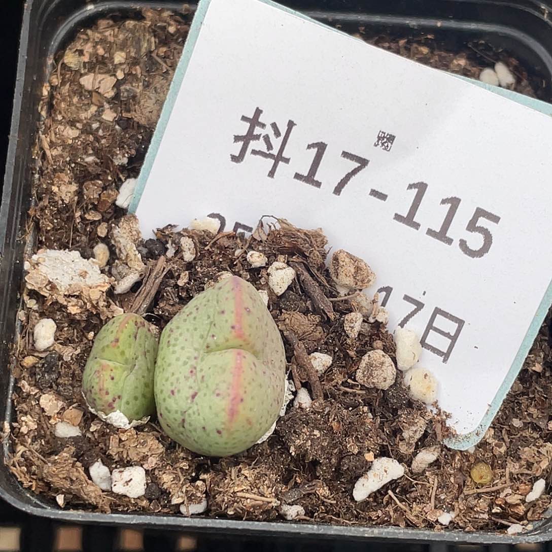 17-115紫式部多肉植物