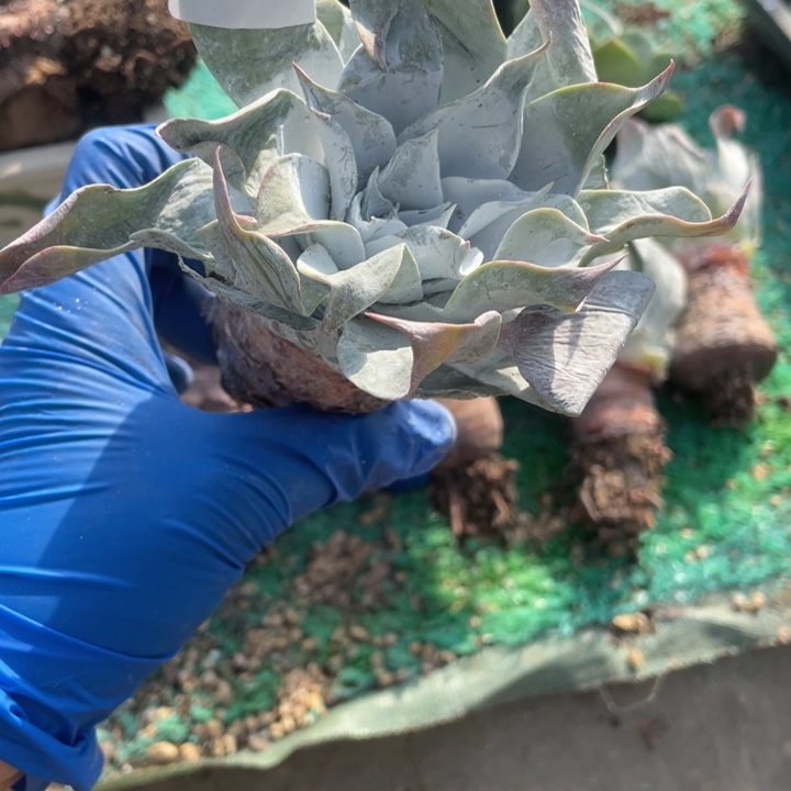 131号安东尼多肉植物