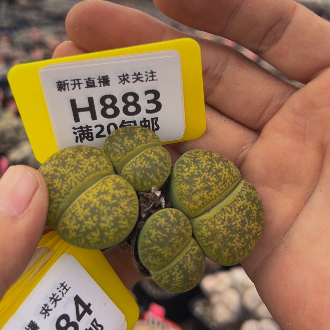 883 生石花大群生大群生