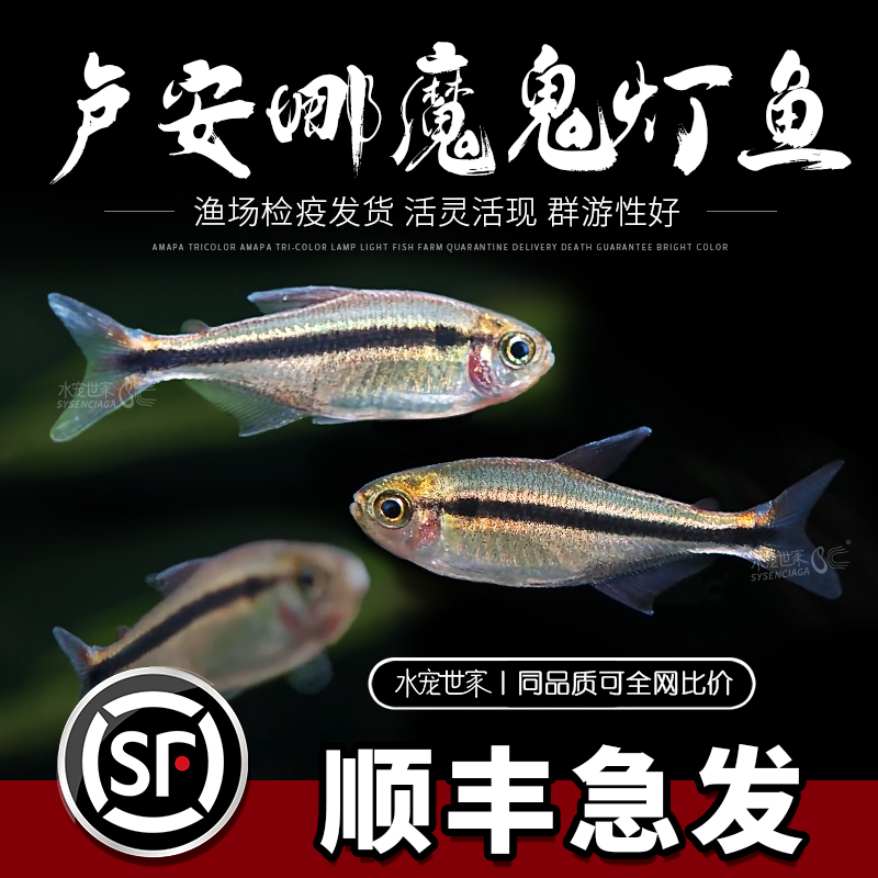直播卢阿纳魔鬼卢安娜魔鬼灯鱼热带鱼观赏鱼草缸南美缸高端鱼活体