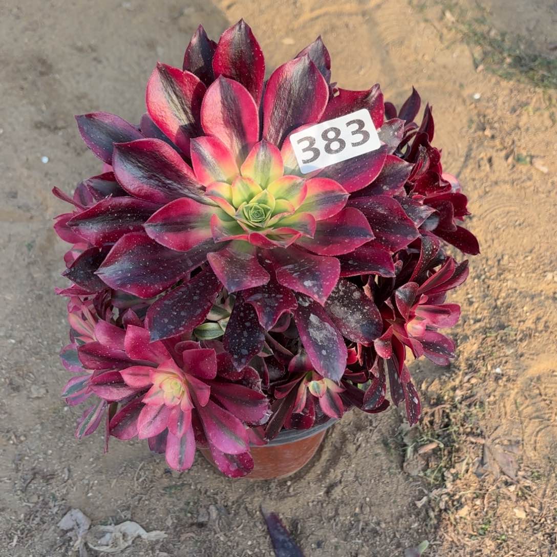 383美杜莎多肉不包损