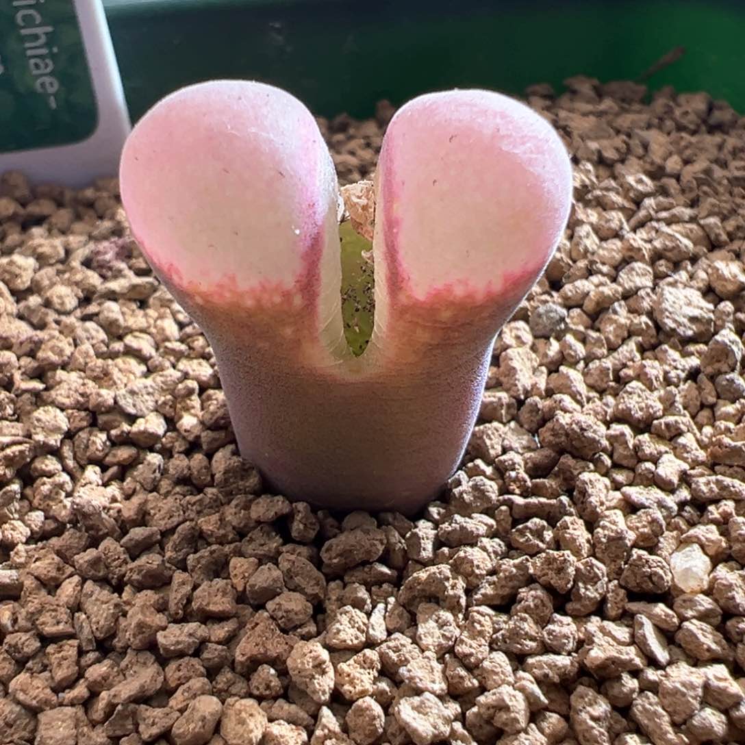 353青蛙优选pv1089四年半鲑鱼粉母本