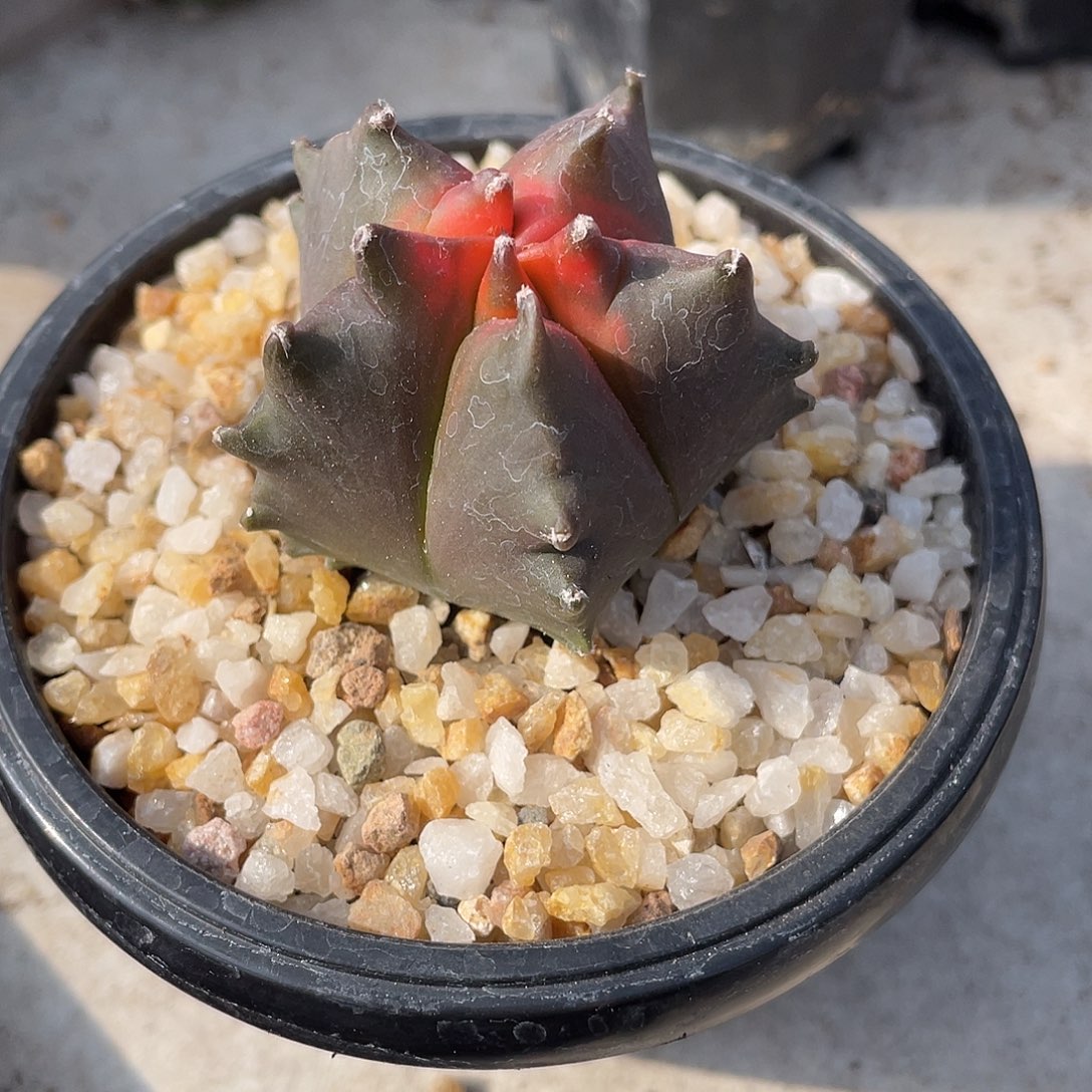 花***女仙人球实生龟甲红叶