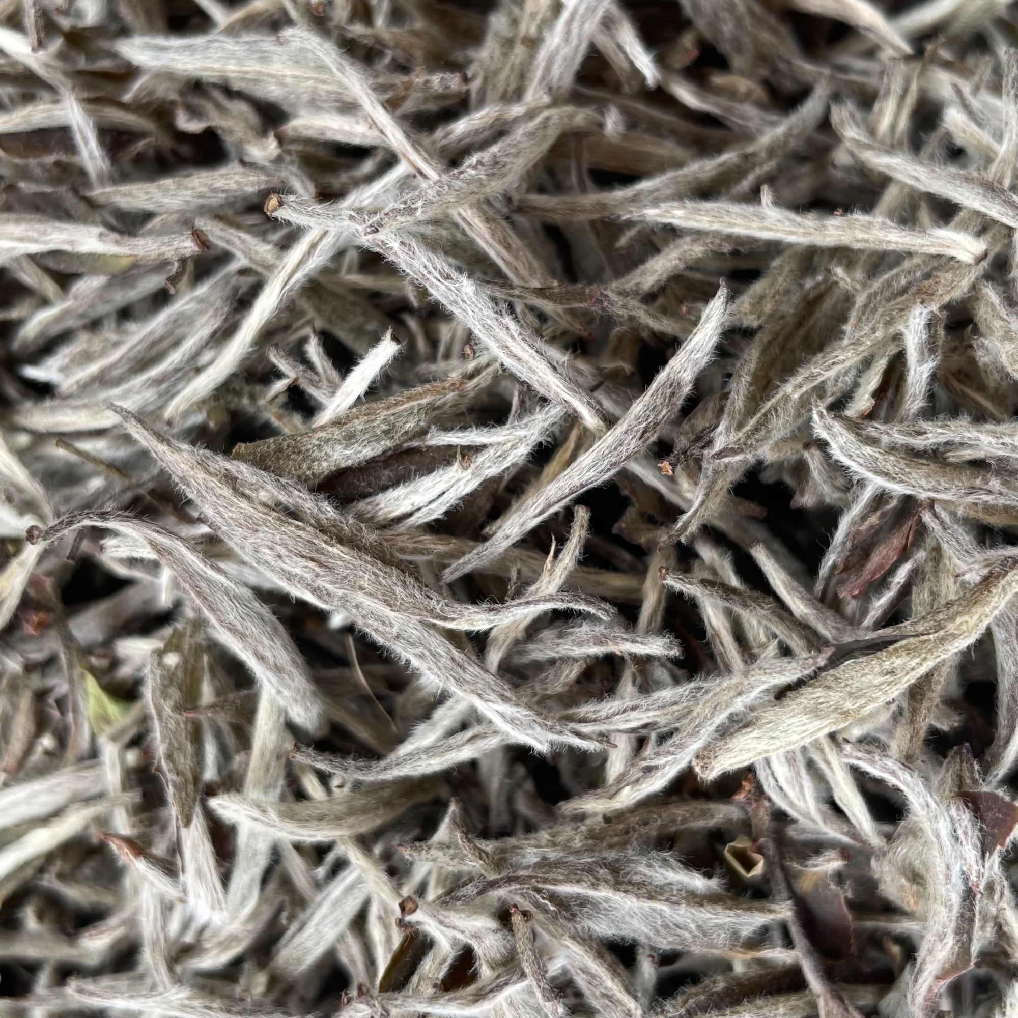 【太姥雪悦】福鼎白茶原产地2022白毫银针