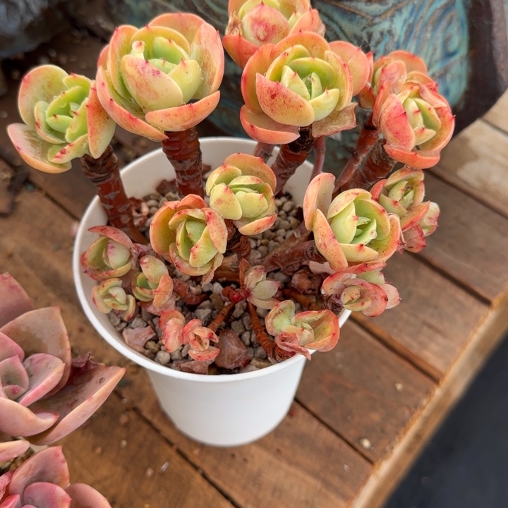 鸡蛋碧桃多肉植物dychgjj